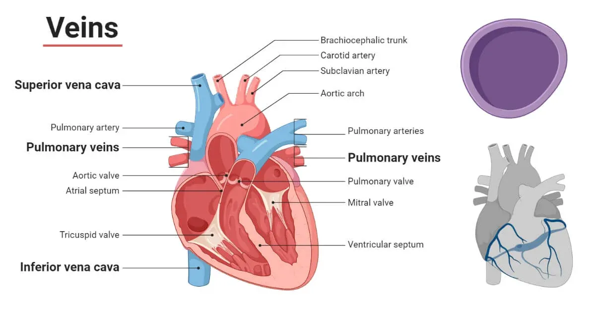 Structure of a vein